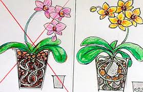 Bunga orkid atau anggerik ialah famili terbesar pohon berbunga (angiosperma). Bagaimana Untuk Menjaga Penanam Bunga Petua Orkid Tumbuh Tumbuhan Dalaman