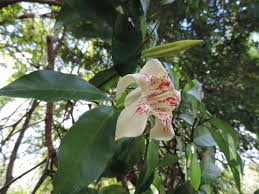 Image result for Rothmannia whitfieldii