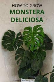 Monstera Deliciosa Care Learn How To Grow And Care For Your Swiss Cheese Plant Watering Lig Monstera Deliciosa Care Plant Care Houseplant Swiss Cheese Plant