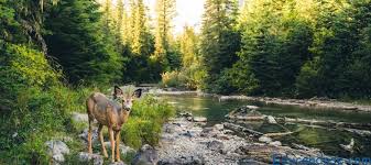 Los bosques y zonas verdes en el planeta disminuyes, y sin embargo aumentan las zonas urbanas. Que Es Un Ecosistema Educandose En Linea