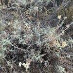 Image result for Helichrysum globosum