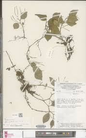 Image result for Peperomia fernandopoiana