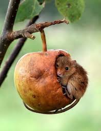Animal World Creativediysandall Animals Animalpic Animalpics Animalphotography Nature Naturephotography Photo 2020 Hayvanlar Sevimli Hayvan Yavrulari Hayvan
