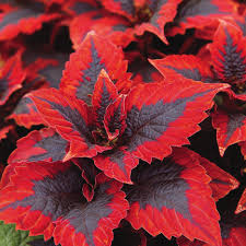Image result for Coleus sylvestris