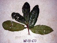 Image result for Terminalia kilimandscharica