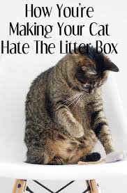 Pin On The Kitty Cat S Corner