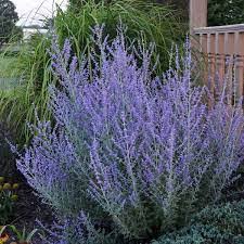 Image result for perovskia atriplicifolia 'little spire'