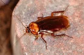 Depending on the species, a cockroach can live anywhere between 1 week and 1 month without its head. Cockroach Facts And Myths Terminix