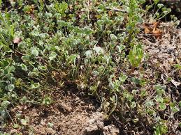 Image result for Marsilea apposita