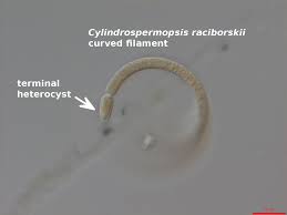 Image result for Cylindropsis