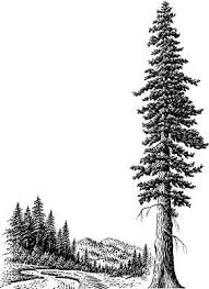 More images for redwood tree silhouette » Tree Drawing Redwood Tree Redwood Tattoo