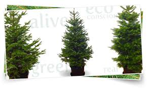 Evergrow Live Tree Rentals Co Home Live Christmas Trees Live Tree Potted Trees