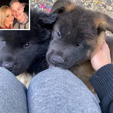 See more beautiful dogs wallpapers, dogs valentine wallpaper, dangerous dogs wallpaper, dogs keep calm wallpaper, watch dogs wallpaper, georgia bulldogs ipod touch wallpaper. Sarah Michelle Gellar Freddie Prinze Jr Welcome Twin Akita Puppies To Their Family They Are Beyond Cute People Com