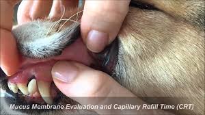 The pressure on the arteriolar capillaries blanches or whitens the skin so that when the skin is uncompressed this allows blood to flow back in to the vessels and the skin returns to a normal color. Real Pet First Aid Class Training Video Capillary Refill Time Crt Check Youtube