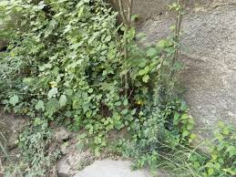 Image result for Pavonia burchellii