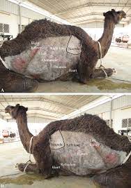 He is now working hard to increase his _ (=variety) of dance steps. Sternal Recumbency Position Of A Camel During Ultrasonographic Download Scientific Diagram