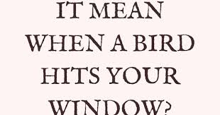 Bird Hitting Window Meaning 3 Spiritual Meanings Of Birds Hitting Windows Spiritual Meaning Birds Flying Into Windows Why Do Birds