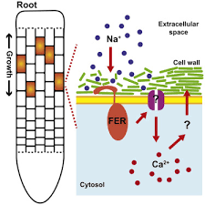 Maybe you would like to learn more about one of these? The Feronia Receptor Kinase Maintains Cell Wall Integrity During Salt Stress Through Ca2 Signaling Sciencedirect