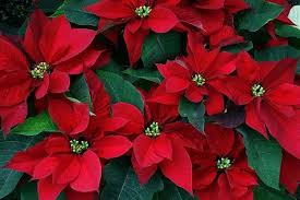 10 Creative Fundraising Ideas For Sports Teams And Schools Christmas Flowers Beautiful Flowers Poinsettia Flower