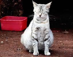 skolko dlitsya beremennost u koshek priznaki po nedelyam simptomy patologii razvitie ploda otkloneniya ot normy toksikoz otzyvy