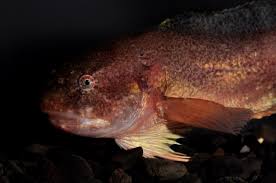 Image result for Liparis nyikana