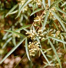 We did not find results for: So Many Sumacs Spadefoot Nursery