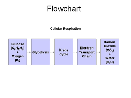 What are the reactants of cellular respiration? Chapter 9 Cellular Respiration Chapter 9 Cellular Respiration