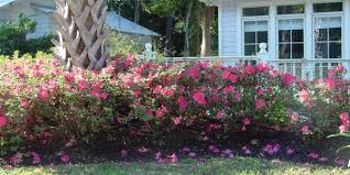 Create Enticing Garden Settings With Intermediate Encore Azaleas Azaleas Landscaping Azaleas Landscape Design