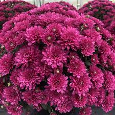 You will love all of our colors, but especially love white chrysanthemum, red chrysanthemum, yellow chrysanthemum, rainbow chrysanthemum, purple chrysanthemum, blue chrysanthemum, pink chrysanthemum, green. Garden Mum Wanda Purple Garden Crossings