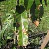 Thorough cleaning of pruning equipment between trees reduces the spread of pests and disease. Https Encrypted Tbn0 Gstatic Com Images Q Tbn And9gcsy8eru1vuw B9vvmzdsoe Yhvxzw8mz Wu7mnsl67wyny Pczt Usqp Cau