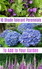 Also known as leopard plants these shade loving plantsdelight you all year long. Awhile Back I Did A Post On Shade Tolerant Flowers Then I Thought To Myself What Is Better Than Shade Garden Plants Shade Tolerant Plants Shade Perennials