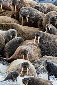 Walrus Rush By Michael Poliza Animals Animals Beautiful Ocean Animals