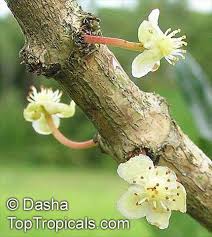 Image result for Garcinia livingstonei