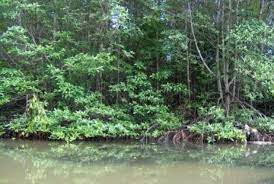 Berikut adalah 10 ular terbesar yang ada di dunia. Lipi Hutan Bakau Indonesia Dalam Kondisi Baik Republika Online