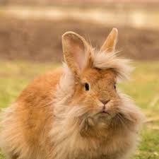 Lapin Tete De Lion Rongeurs Anipassion