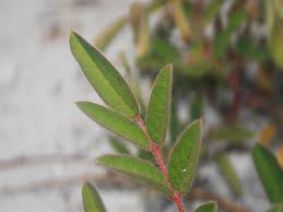 Image result for Indigofera filipes