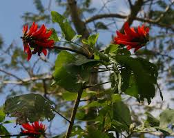 Image result for Erythrina lysistemon