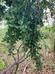 Image result for Opilia amentacea