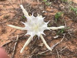 Image result for Pancratium tenuifolium