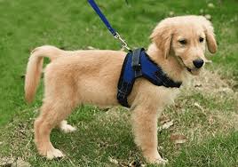 We did not find results for: Puppy Harness Top 10 For 2021 Find The Perfect Puppy Harness