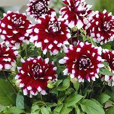 Dahlia Mystery Day 1 Pack Walmart Com Summer Blooming Flowers Dahlia Bloom