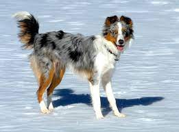 Pin By Jess Butler On Future Dog Border Collie Blue Merle Border Collie Collie
