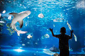 Shark Reef Aquarium At Mandalay Bay In Las Vegas Discover Exotic Sharks With The Family At This Aquarium Go Guides