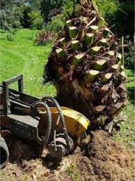17 Best Stump Grinder Ideas In 2021 Stump Grinder Stumped Grinder
