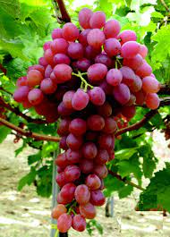 Il consorzio asoex fruit technology sta procedendo ad un ritmo spedito per ottenere le sue prime 3 varietà di uva, sviluppate al 100% in cile. Innovazione Varietale E Privative Vegetali Stanno Arrivando Anche Le Uve Italiane