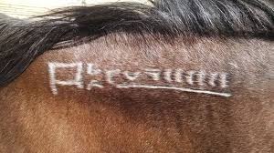 We did not find results for: Decoding A Mustang Horse Brand Helpful Horse Hints