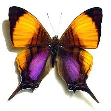 Beautiful Black And Purple Butterfly Real Purple Orange Conservation Quality Butterfly Display 300 Beautiful Butterflies Butterfly Pictures Moth