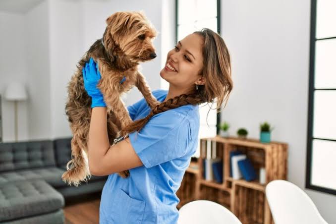 Mobile Vet Visit: What to Expect | Great Pet Care