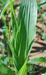Fig mosaic virus (fmv) (genus emaravirus in the family fimoviridae) is considered the etiological agent of fig mosaic disease (fmd) that is recorded in most of the fig growing areas with an average global infection rate of 33%. Maize Dwarf Mosaic Of Maize Ohioline