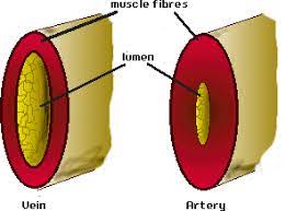 The systemic circulation is a major portion of the circulatory system. Gcse Biology The Structure Of The Blood Vessels